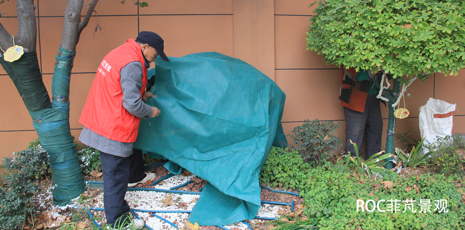 秋冬养护·十一月