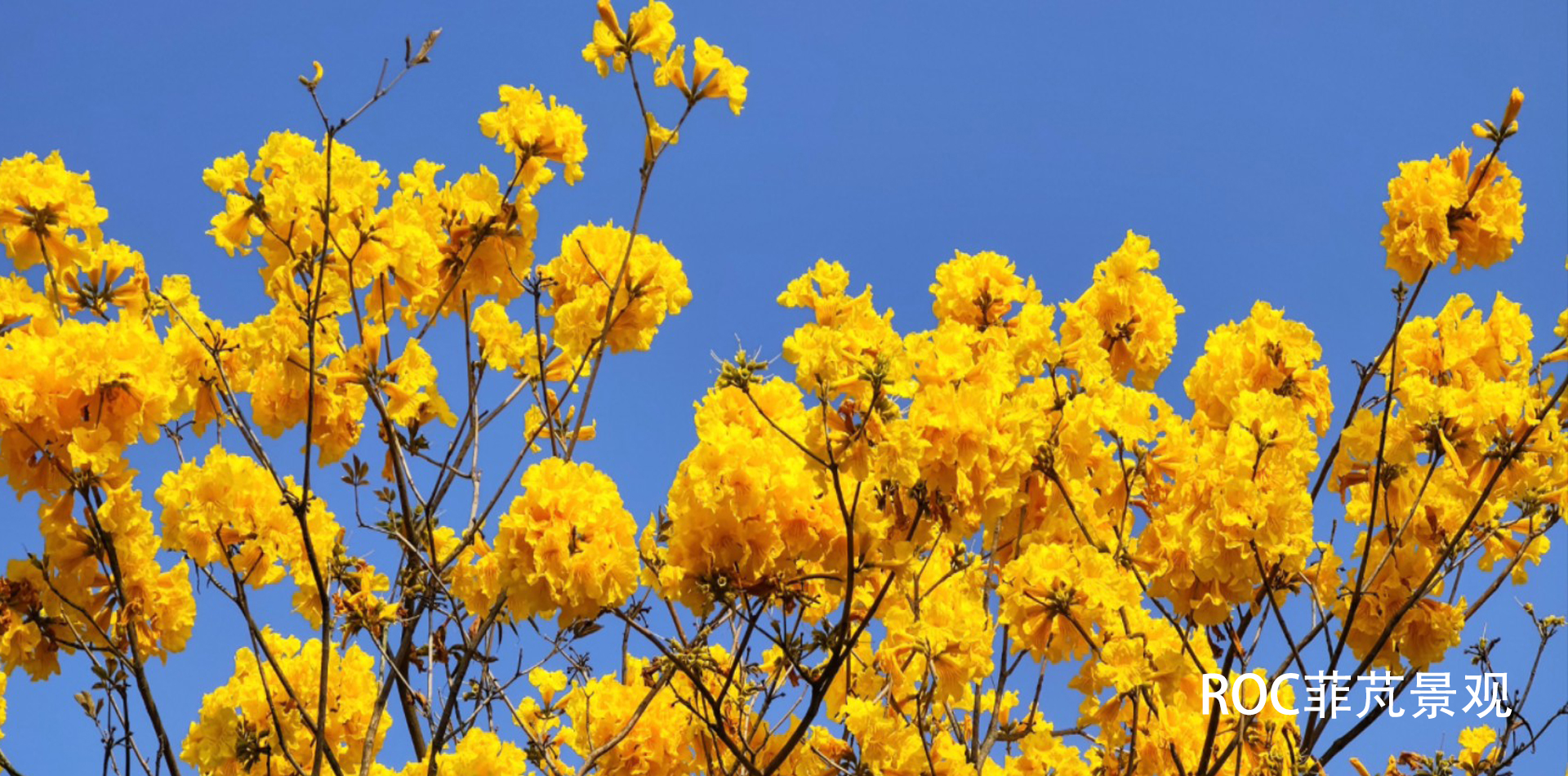 黄花铃木1.jpg