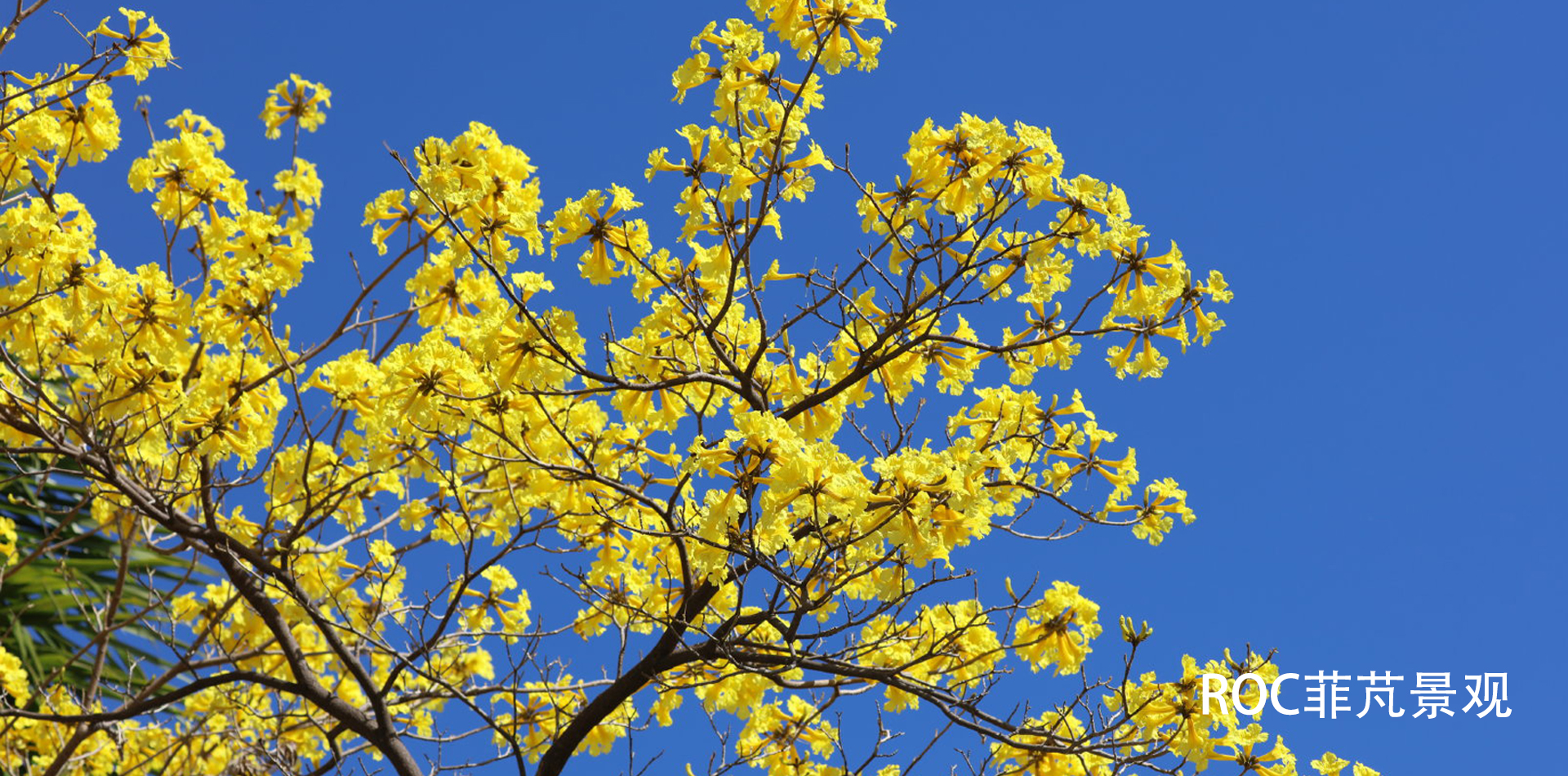黄花铃木2.jpg
